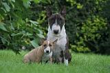 BULL TERRIER MINIATURE 149